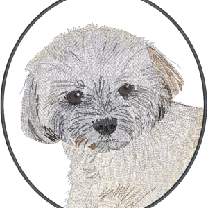 Bichon x Maltese