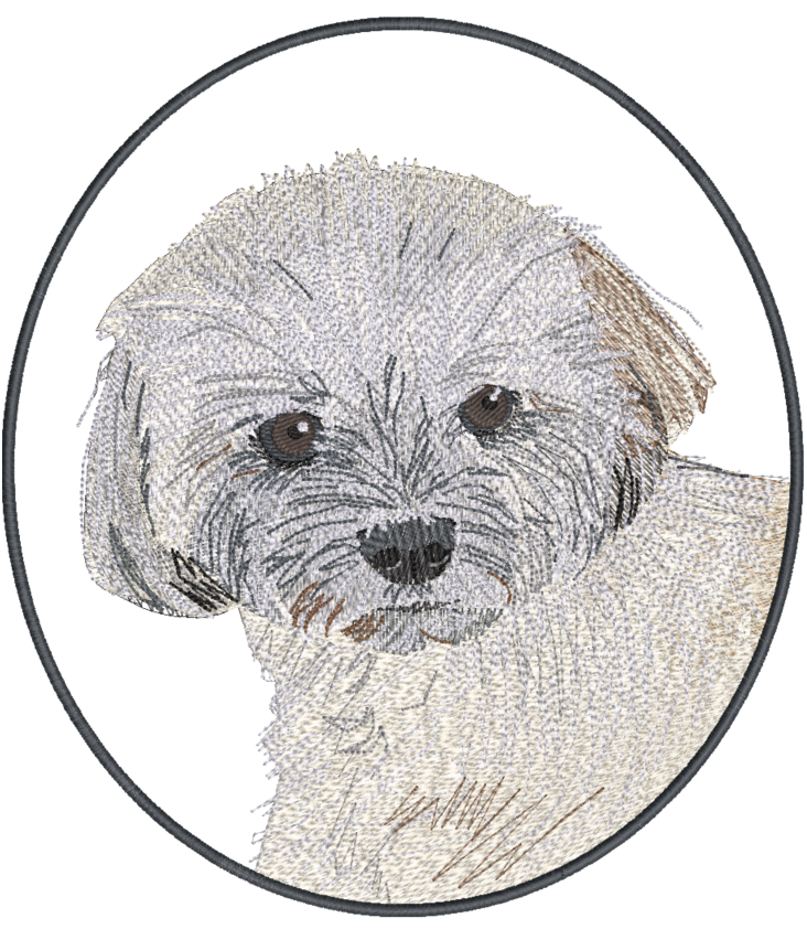 Bichon x Maltese
