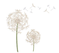Dandelions